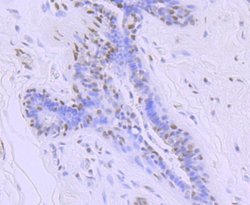 RNA Polymerase II/POLR2A (ac Ser5) Rabbit anti-Human, Mouse, Rat, Clone: